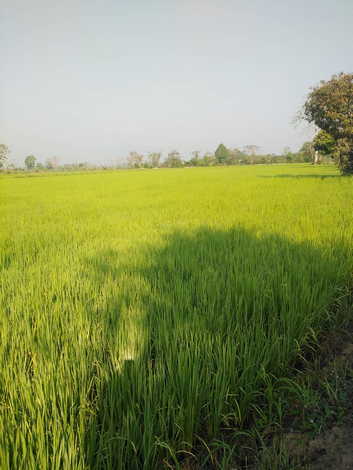 ขายที่ดินวิวทุ่งนา สวย ธรรมชาติ อำเภอเชียงแสน จังหวัดเชียงราย (เจ้าของขายเอง)