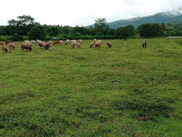 ขายที่ดิน สวนเกษตร และเลี้ยงสัตว์ ติดแม่น้ำน่านอ.ทุ่งช้าง จ.น่าน