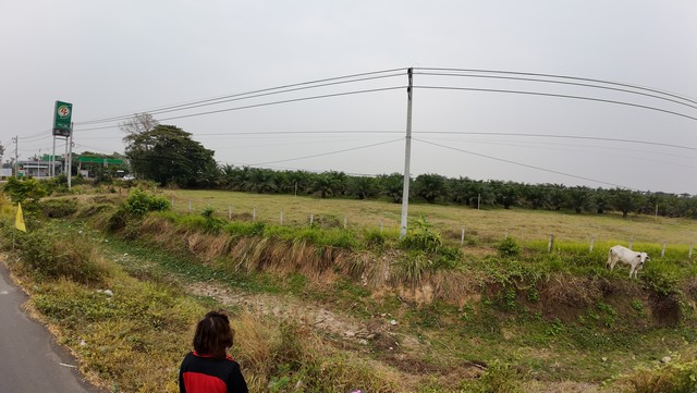 ขายที่ดิน เปล่าเฮียเต๋อ อำเภอปราสาทจังหวัดสุรินทร์ ทางหลวง24เส้นโชคชัย เดชอุดม