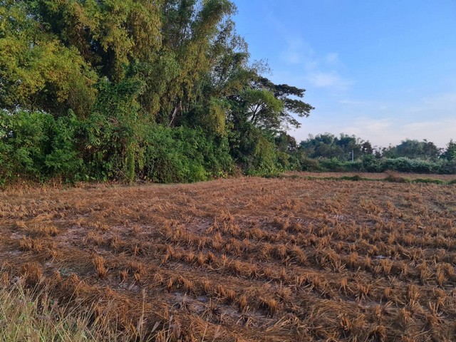 สรรหาที่แปลงสวยวิวทำเลดีขายเช่า ที่ติดแม่น้ำโขง ต.กุดบง อ.โพนพิสัย จ.หนองคาย  หลังติดแม่น้ำโขง ไร่ละ 2ล้านบาท โทร 096-882-1857