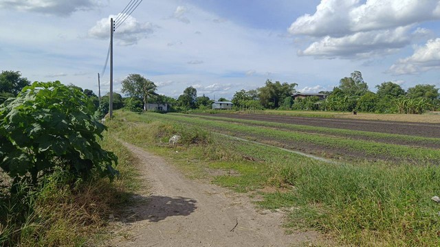 ที่ดิน ที่ดิน บางเดื่อ ใกล้ถนนราชพฤกษ์ ตัดใหม่ ปทุมธานี ทำเลทอง ปทุมธานี   