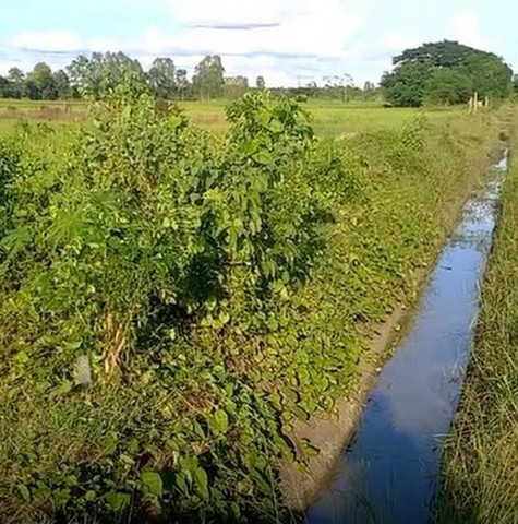 ที่ดิน ขายที่ดินทุ่งนา บ้านนาเพียง ต.สำราญ อ.เมืองขอนแก่น จ.ขอนแก่น ทำเลคุณภาพ ทุ่งนากว้างขวาง มีน้ำ ไฟ และถนนเข้าถึง